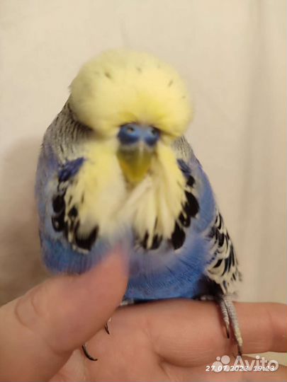 Ввп чех самец