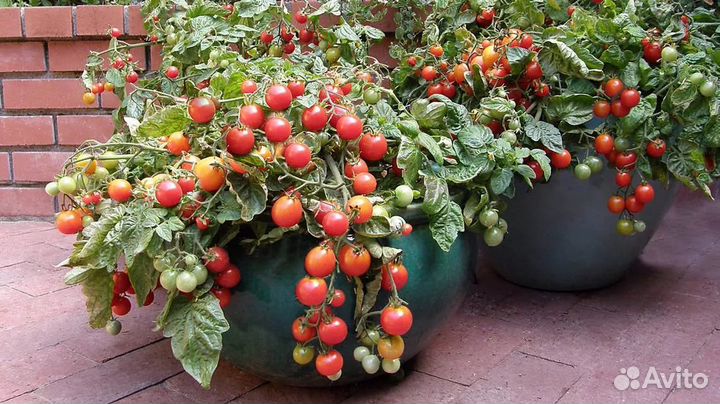 Томат Пиннокио, семена