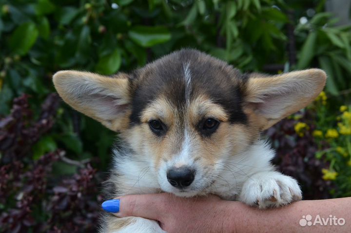 Корги детки