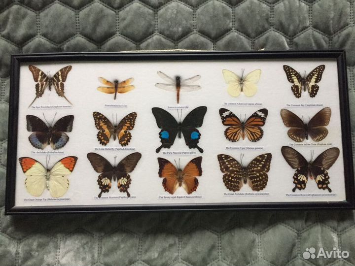Коллекция бабочек в рамке