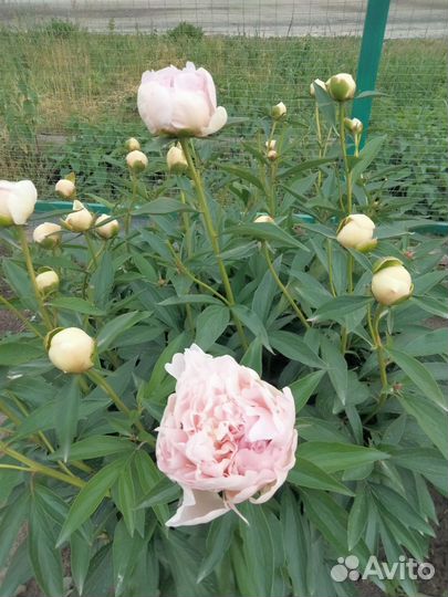 Пионы саженцы