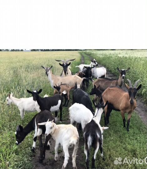 Козы дойные молочные. Козлята. Продажа