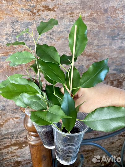 Фикус Экзотика