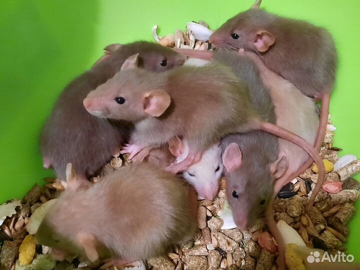 Крысы. Крысята (светлый шоколад, темные) Дамбо