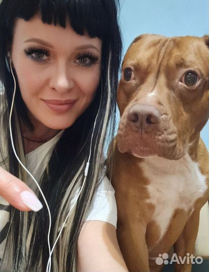 Питбультерьер