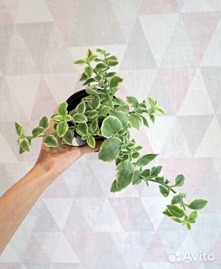 Альтернантера