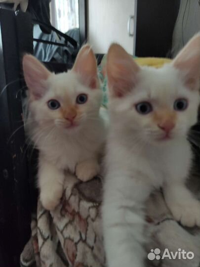 Невская маскарадная