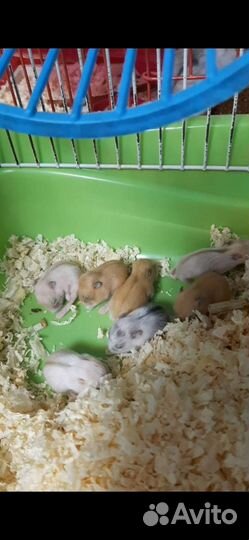 Джунгарский хомяк