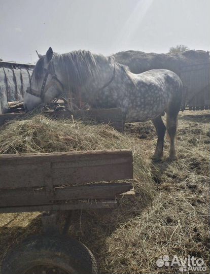 Лошадь жеребец