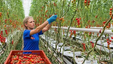 Овощеводы. Вахта с питанием. Кашира