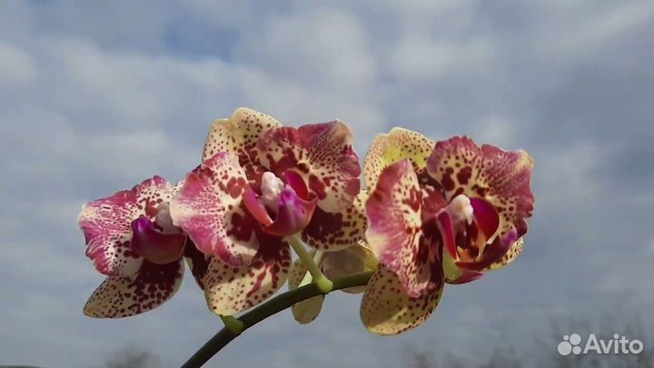 Орхидея Liolin Sparrow Cat