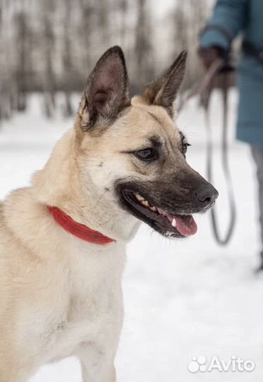 Ирис тоже хочет домой