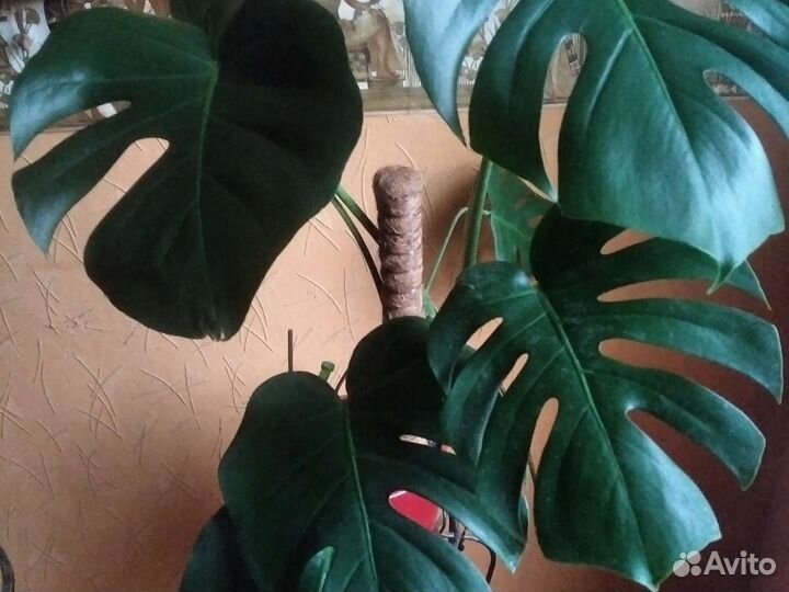 Монстера растения