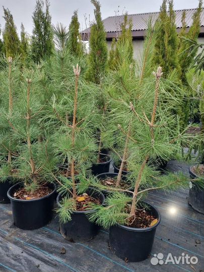 Сосна черная саженцы