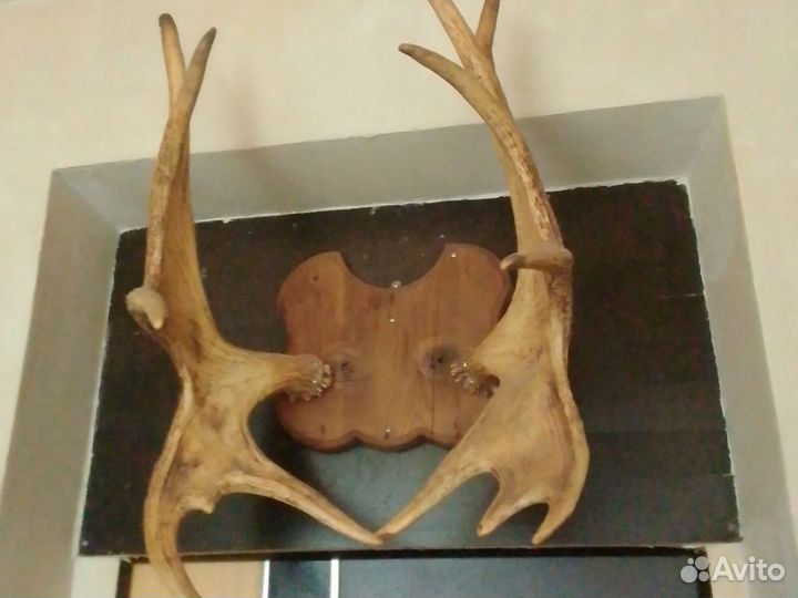 Рога лося продам цена договорная