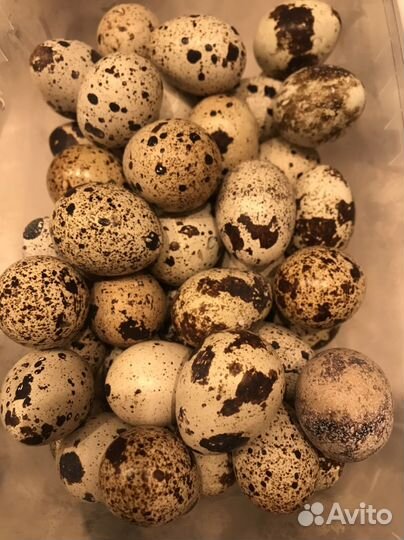 Яйца перепелиные домашние