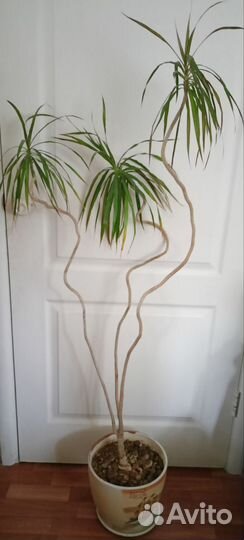 Пальма драцена