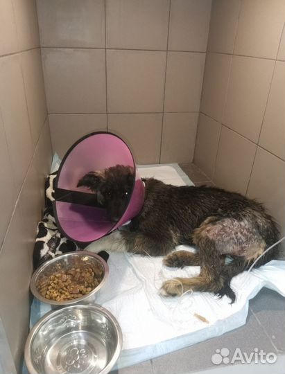 Спасти щенка, в добрые руки