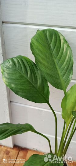 Спатифиллум Spilt milk 2