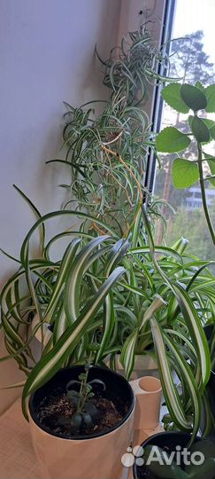 Хлорофитум кудрявый