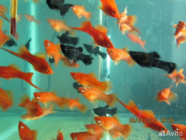 Рыбки, аквариумистика