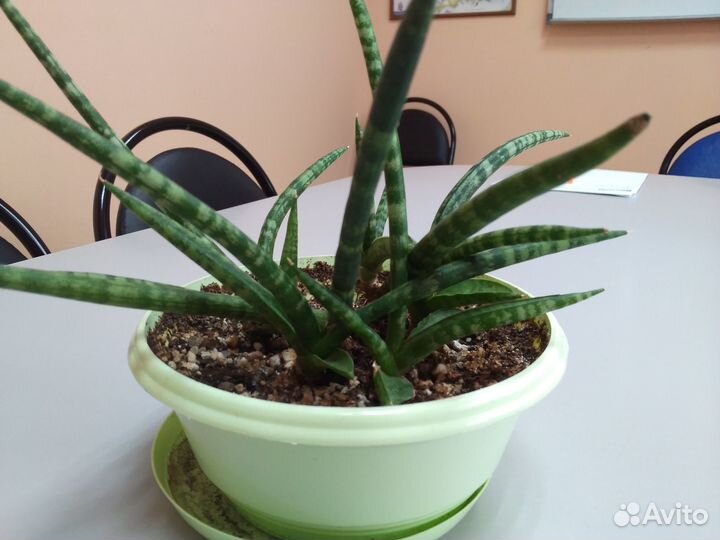 Сансивиерия сортовая