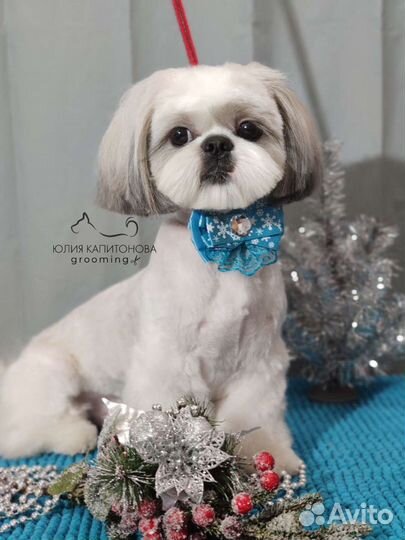 Грумер / Стрижка собак