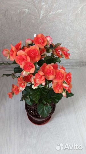 Бегония элатиор оранж