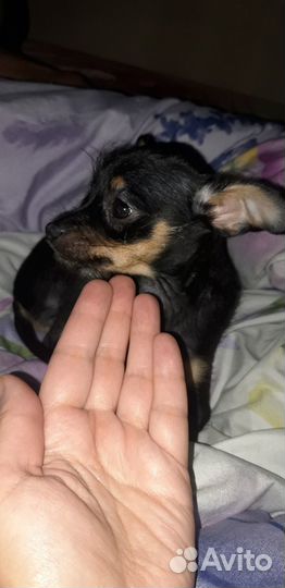 Той-терьер щенки