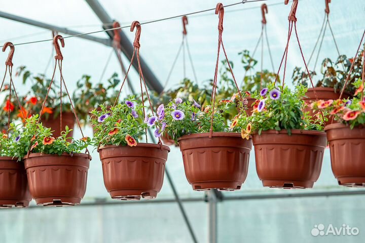 Рассада цветов