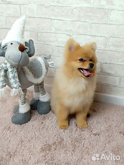 Шпице мальчик