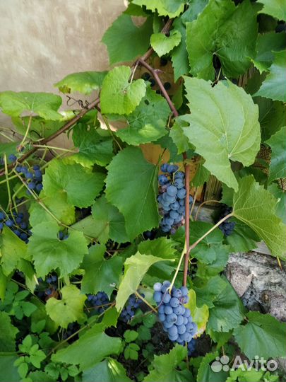 Черноплодка,малина,виноград, алыча,яблоки