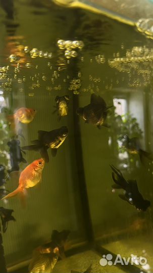 Аквариумные рыбки