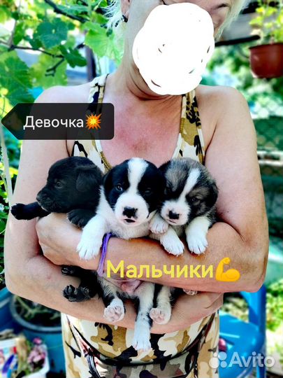 Щенки метисы в добрые руки