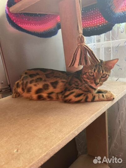 Кошки
