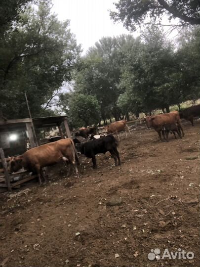 Стадо коров