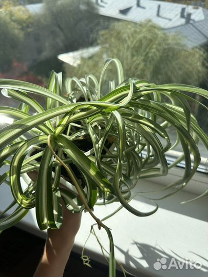 Хлорофитум кудрявый