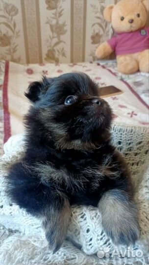 Щенки шпица