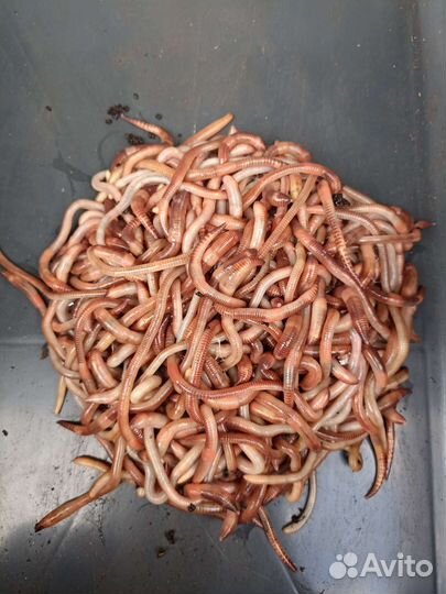 Черви Дендробена