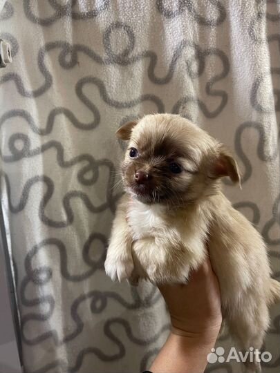 Щенки чихуахуа