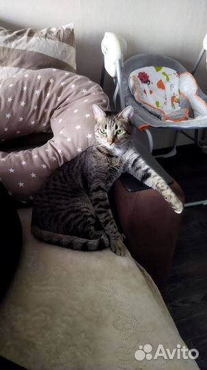 Котик Ярик 2года