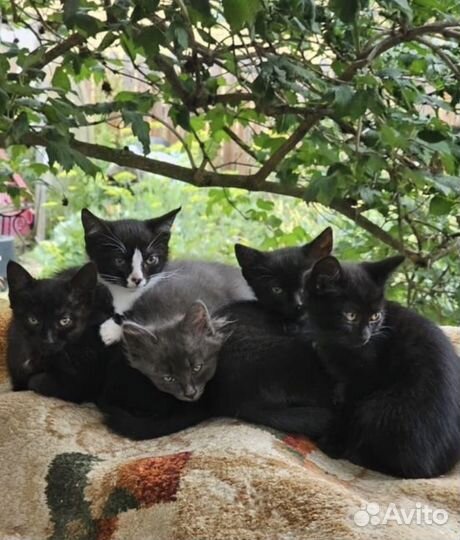 Котята в добрые руки 3 месяца