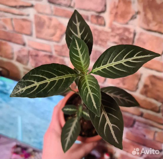 Комнатные цветы