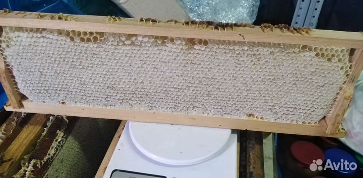Мед в сотах