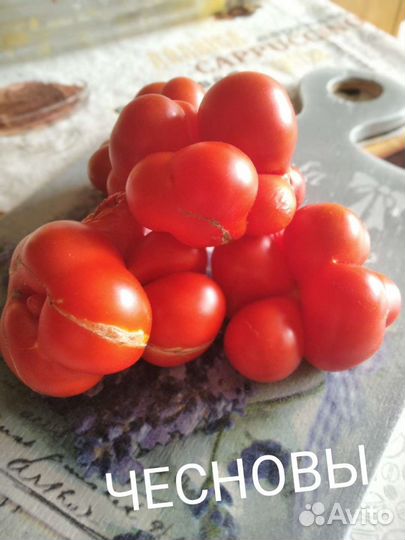 Cемена томатов