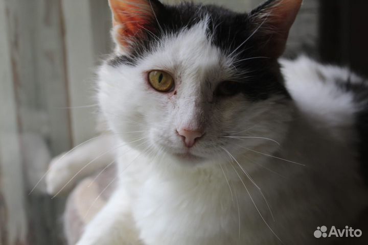 Кошка в дар бесплатно