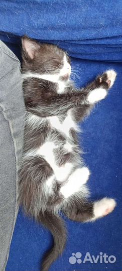 Котенок-мальчик 2 месяца