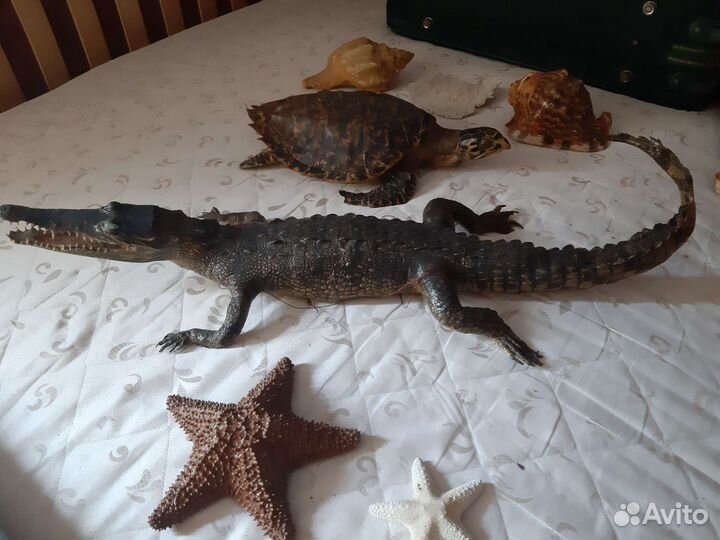 Чучело крокодила,черепахи,фугу