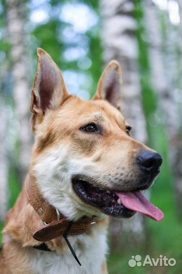 Собаки бесплатно