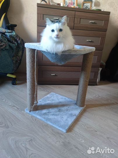 Когтеточка - лежанка